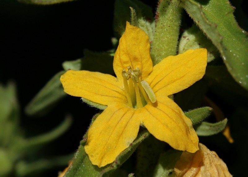 Alectra orobanchoides photo 2