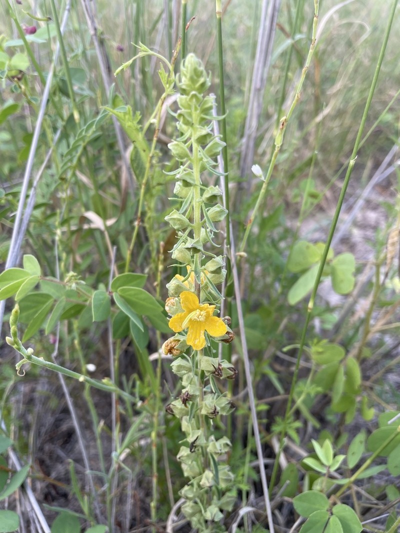 Alectra orobanchoides photo 3