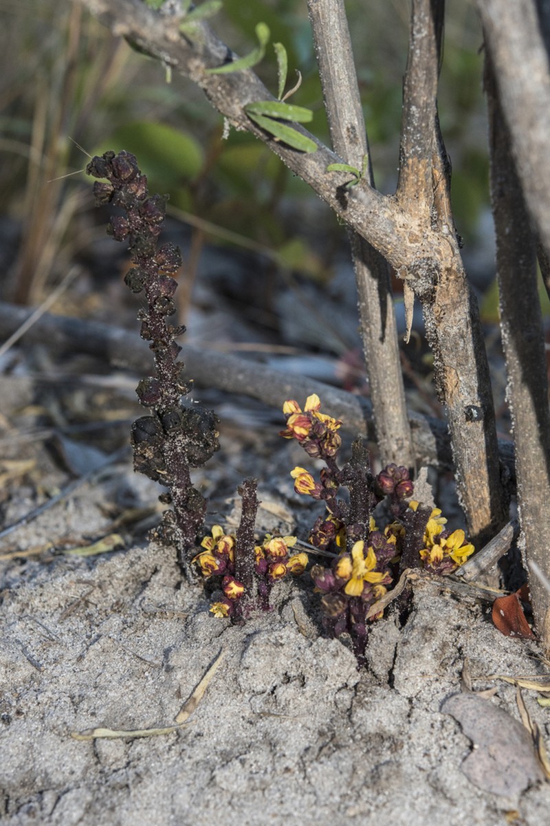 Alectra orobanchoides photo 4