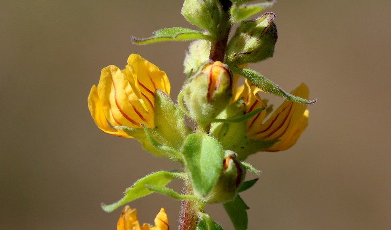 Alectra orobanchoides photo 5
