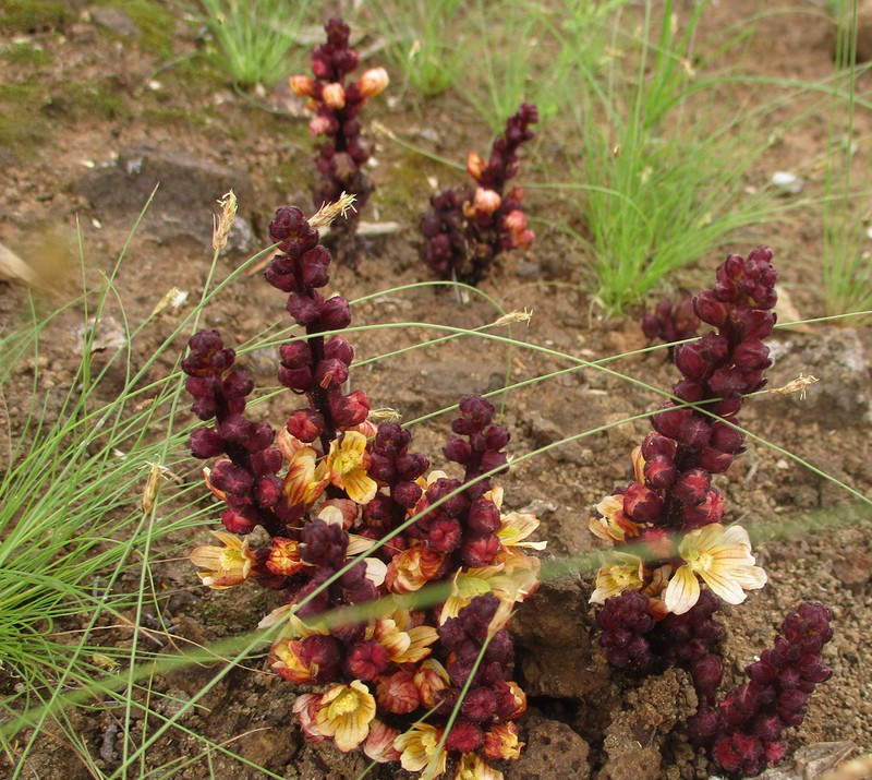 Alectra orobanchoides photo 6