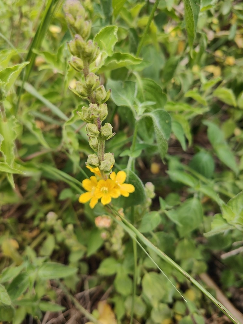 Alectra orobanchoides photo 7