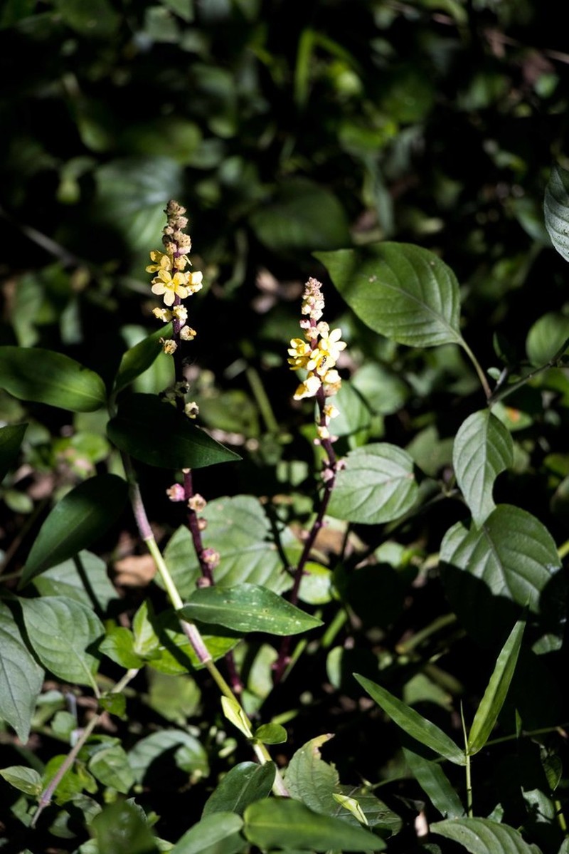 Alectra orobanchoides photo 8