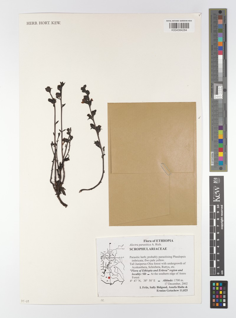 Alectra parasitica photo 5