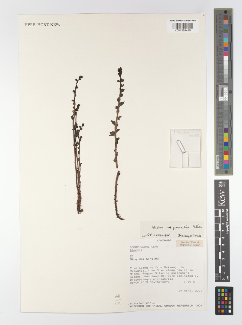 Alectra parasitica photo 6