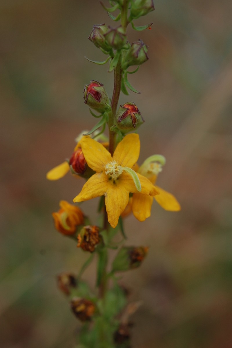 Alectra picta photo 4
