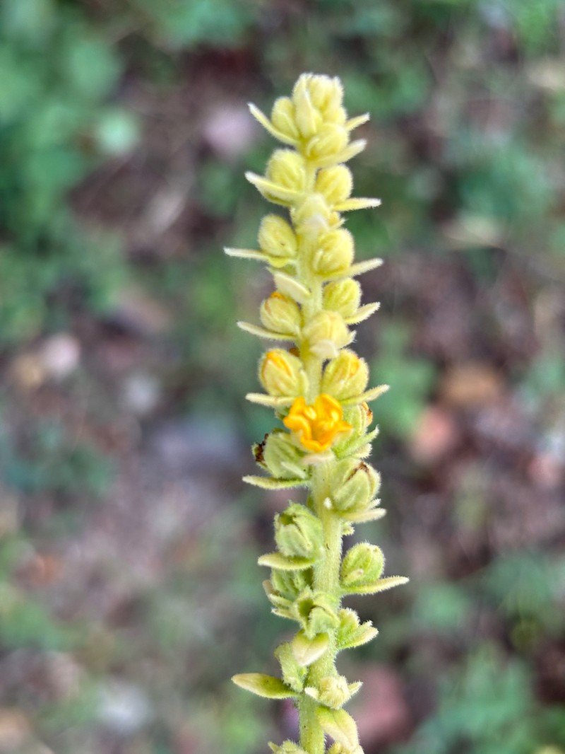 Alectra picta photo 7