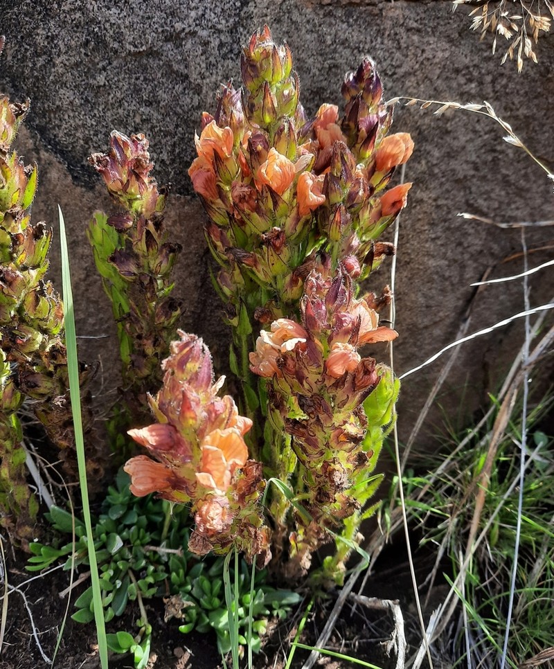 Alectra pumila