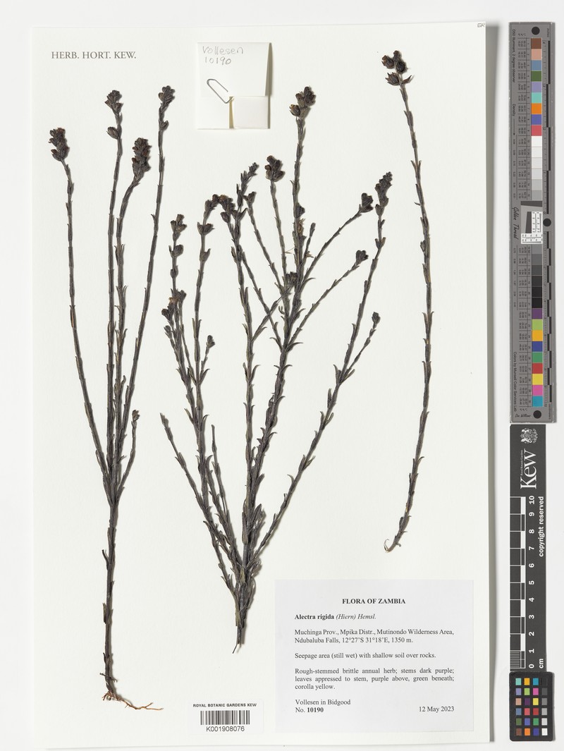 Alectra rigida