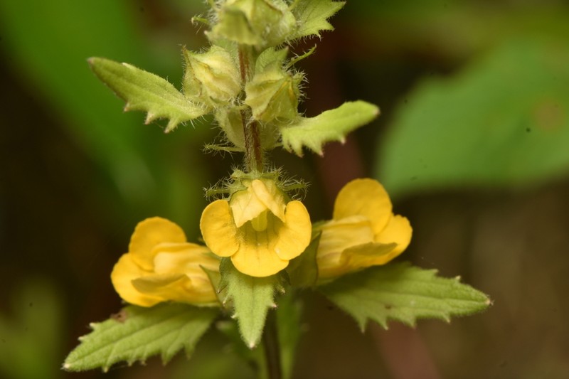 Alectra sessiliflora