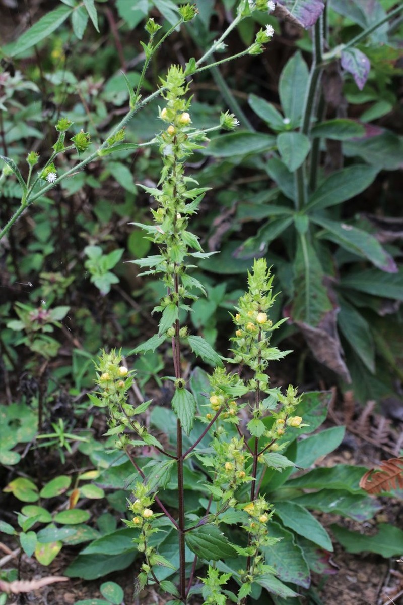 Alectra sessiliflora photo 2