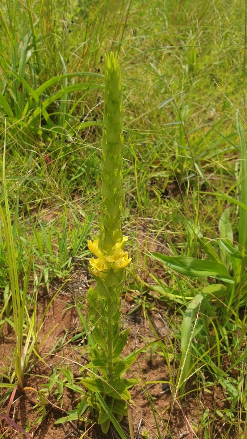 Alectra sessiliflora photo 3