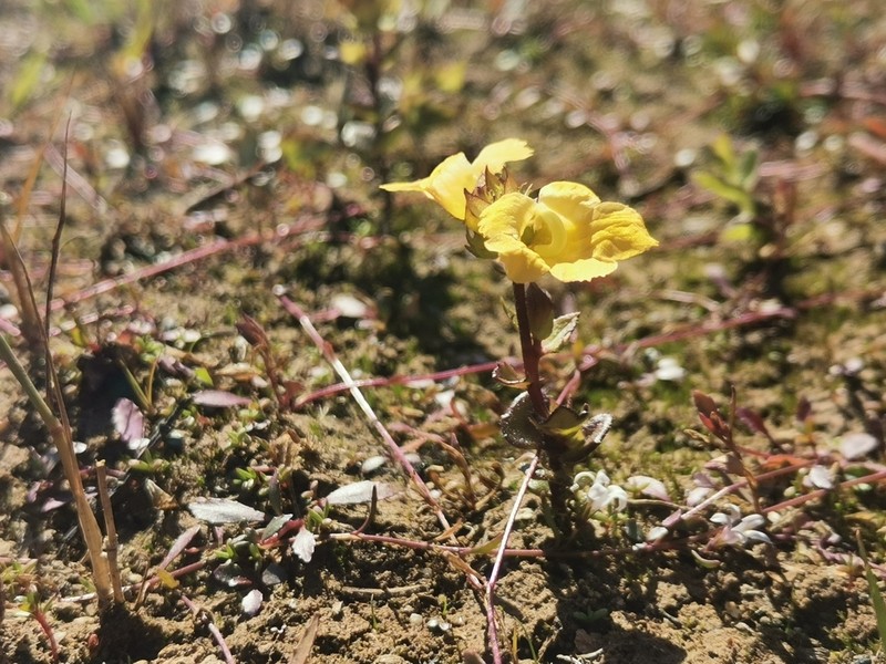 Alectra sessiliflora photo 4