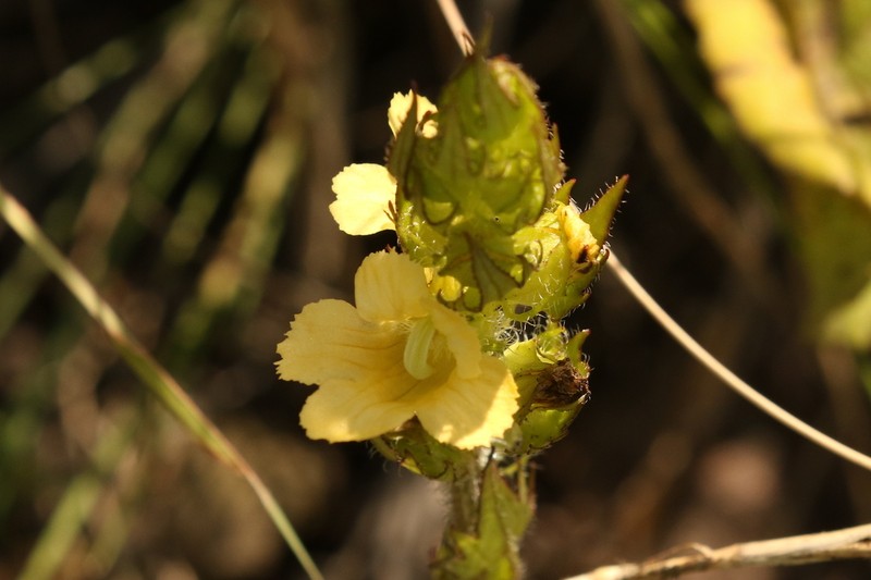 Alectra sessiliflora photo 5
