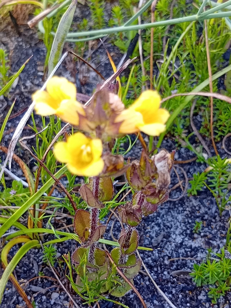 Alectra sessiliflora photo 6