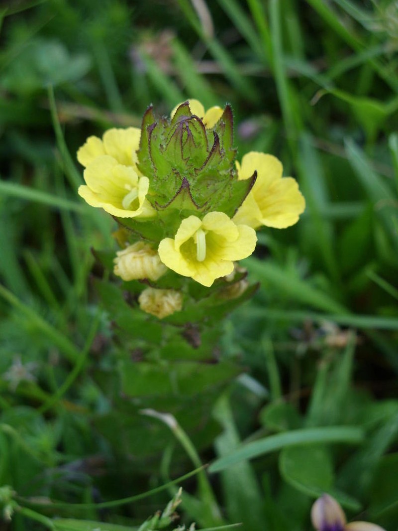 Alectra sessiliflora photo 7
