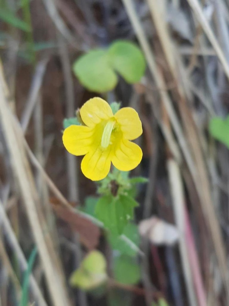 Alectra sessiliflora photo 8