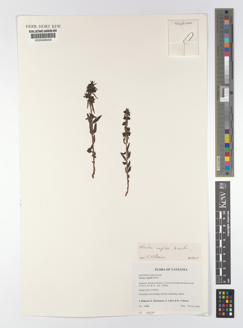 Alectra vogelii photo 4