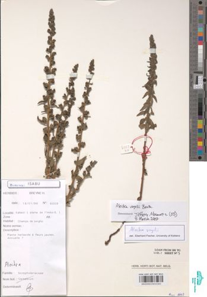 Alectra vogelii photo 5