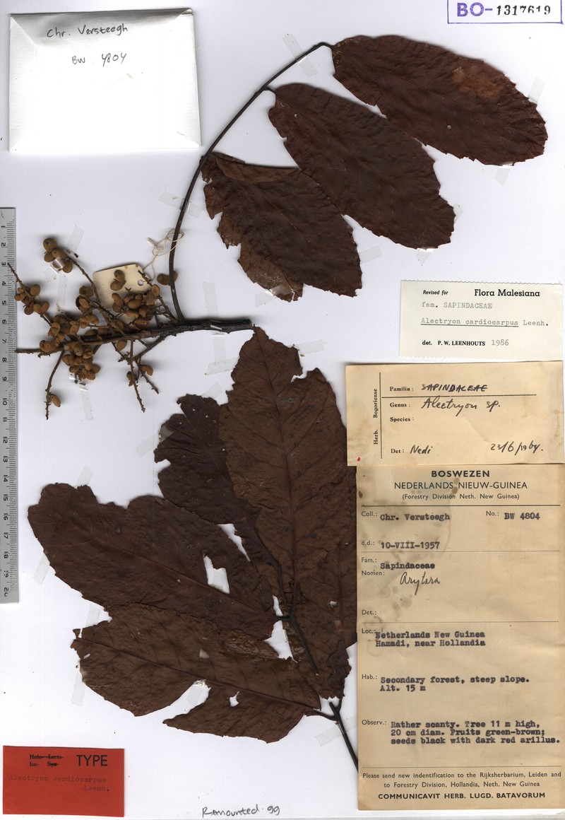 Alectryon cardiocarpus