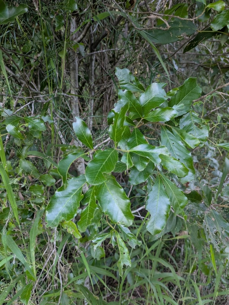 Alectryon connatus photo 4