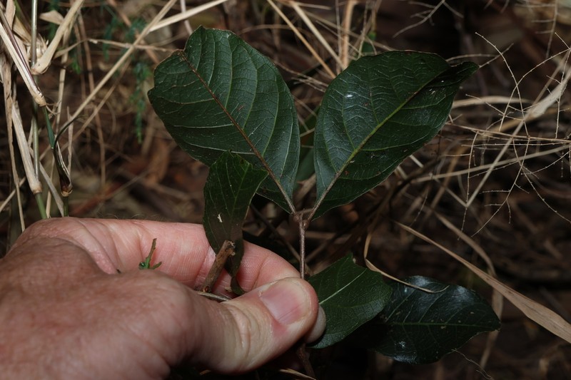 Alectryon connatus photo 5