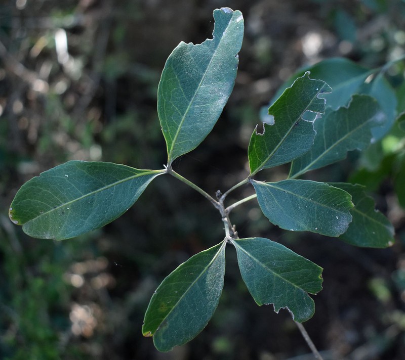 Alectryon connatus photo 6