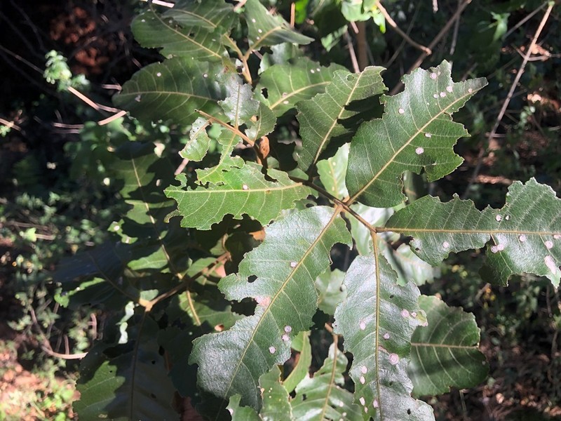 Alectryon connatus photo 7