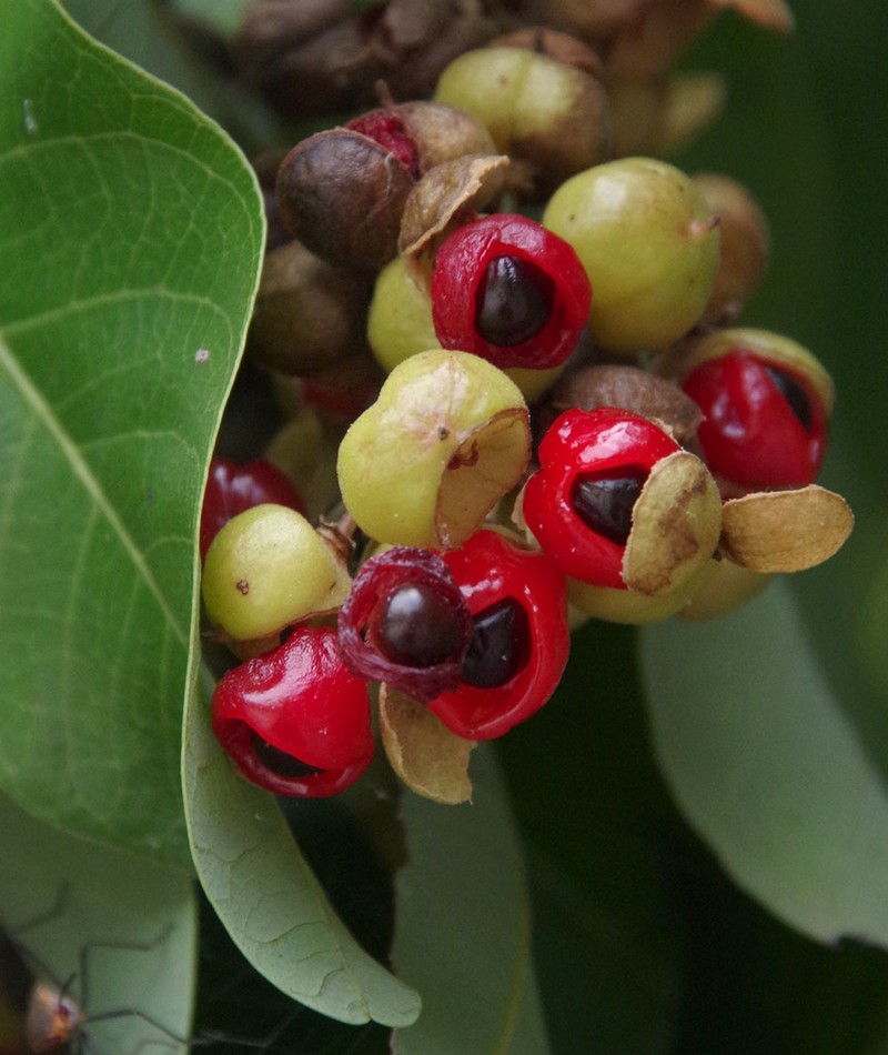 Alectryon connatus photo 8