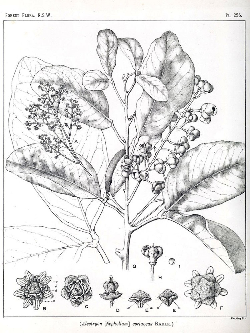 Alectryon coriaceus