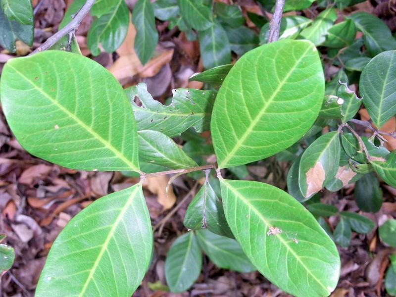 Alectryon coriaceus photo 2