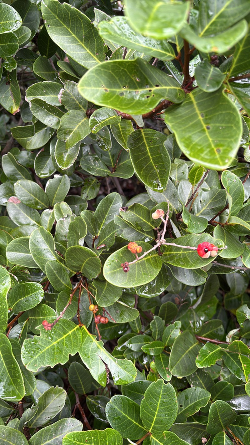 Alectryon coriaceus photo 3
