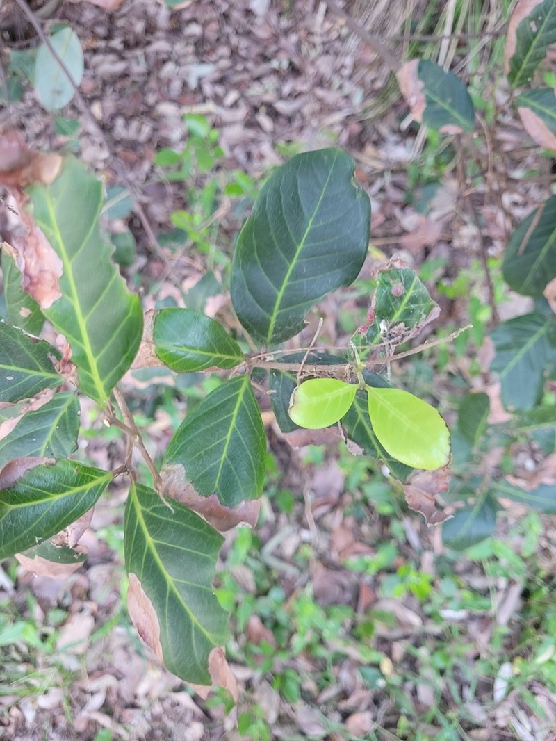 Alectryon coriaceus photo 4