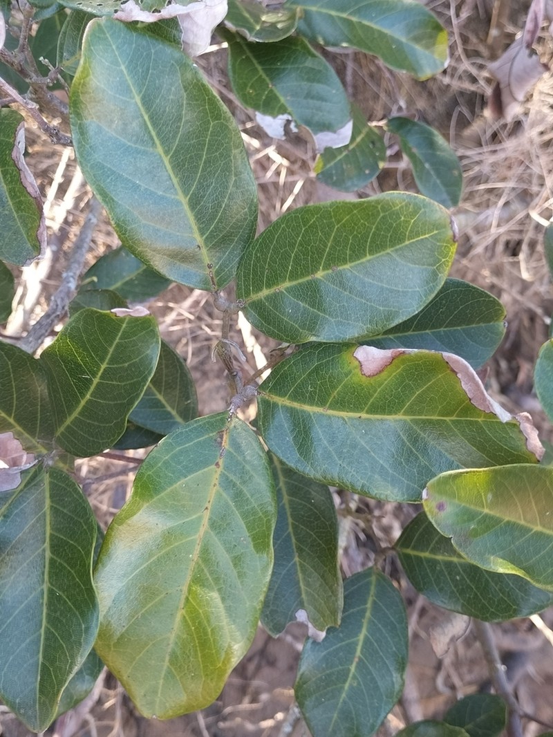 Alectryon coriaceus photo 5