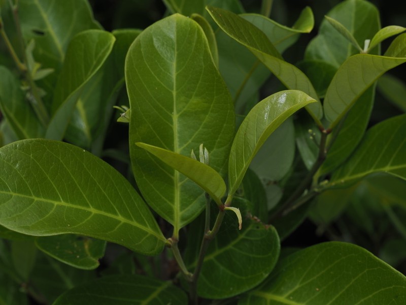 Alectryon coriaceus photo 6