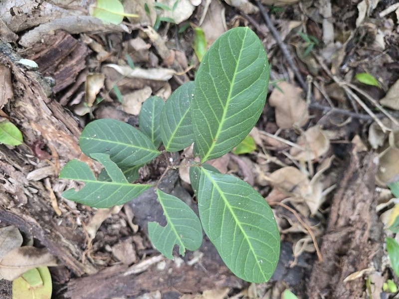 Alectryon coriaceus photo 8