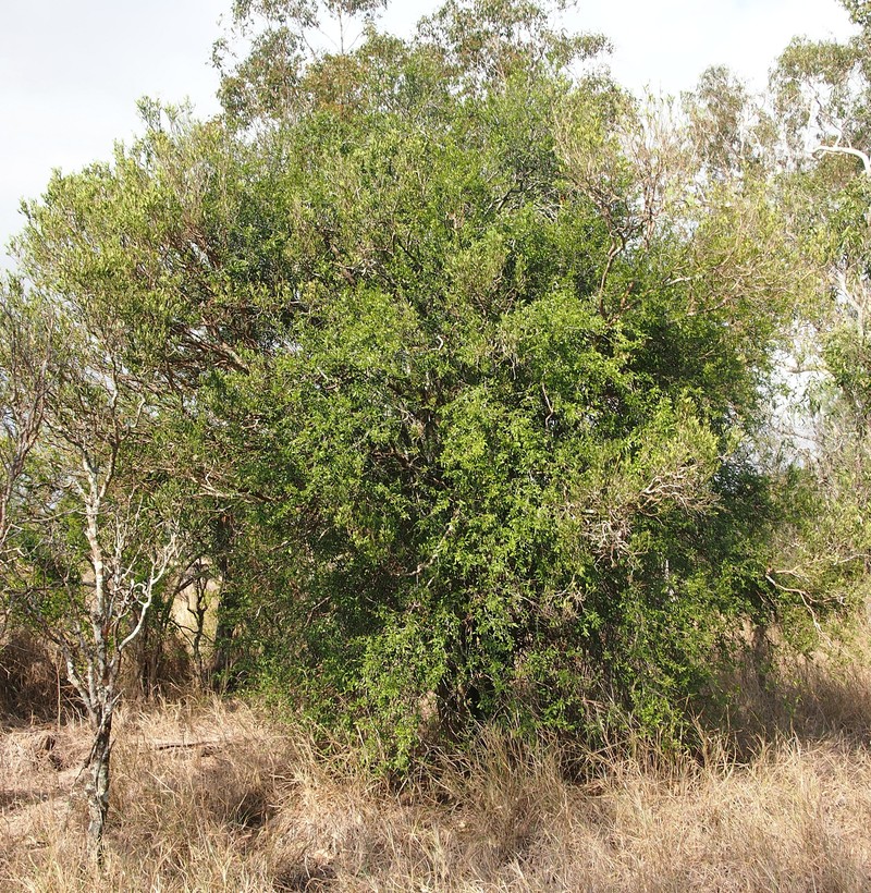 Alectryon diversifolius