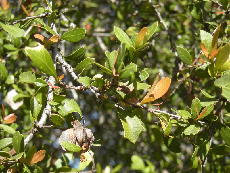 Alectryon diversifolius photo 2