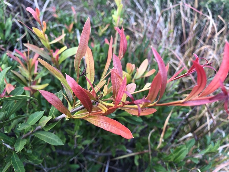 Alectryon diversifolius photo 3