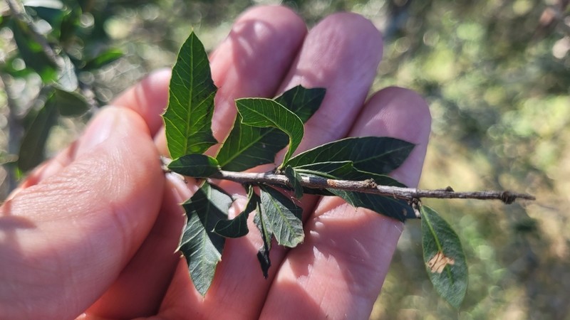 Alectryon diversifolius photo 4