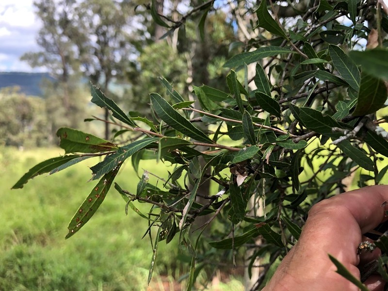 Alectryon diversifolius photo 5