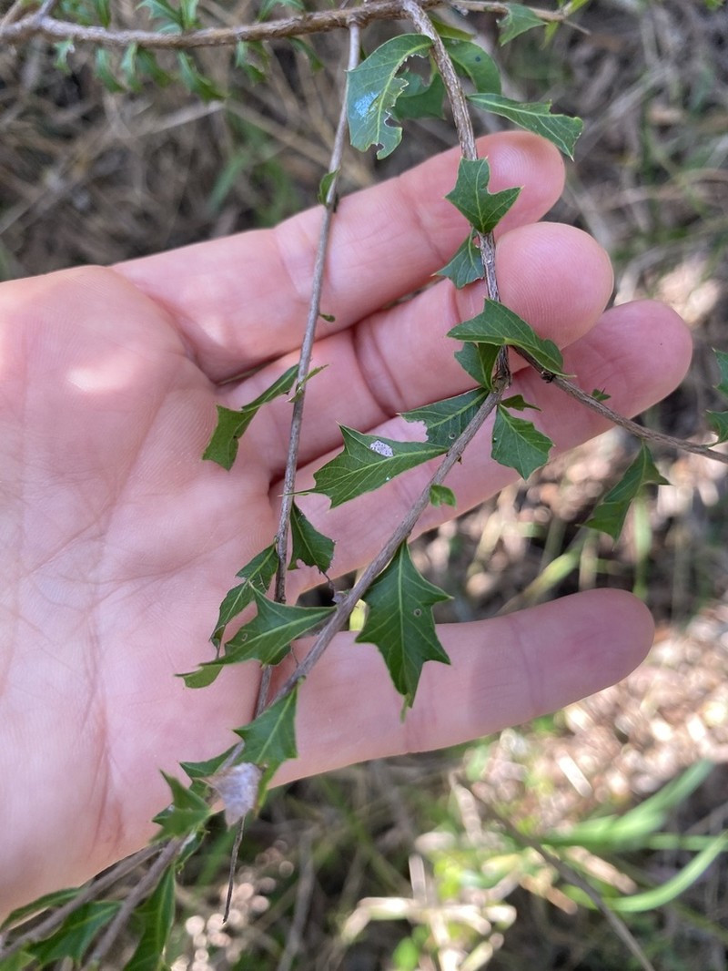 Alectryon diversifolius photo 6