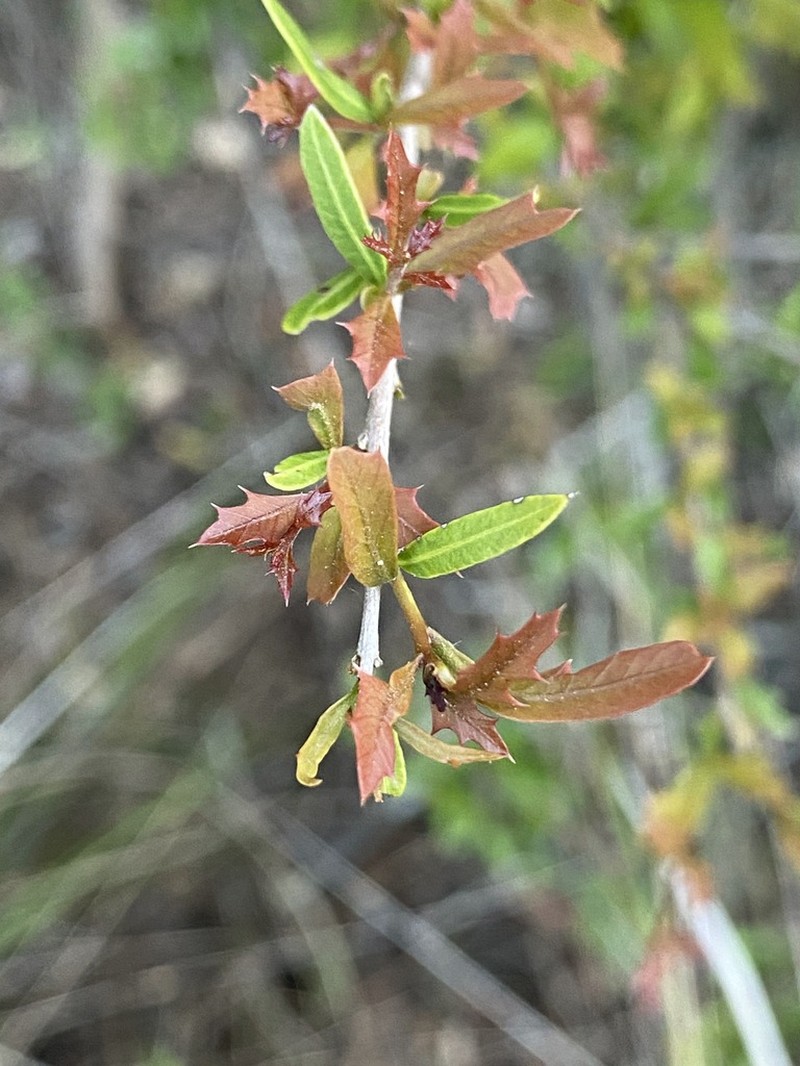 Alectryon diversifolius photo 7