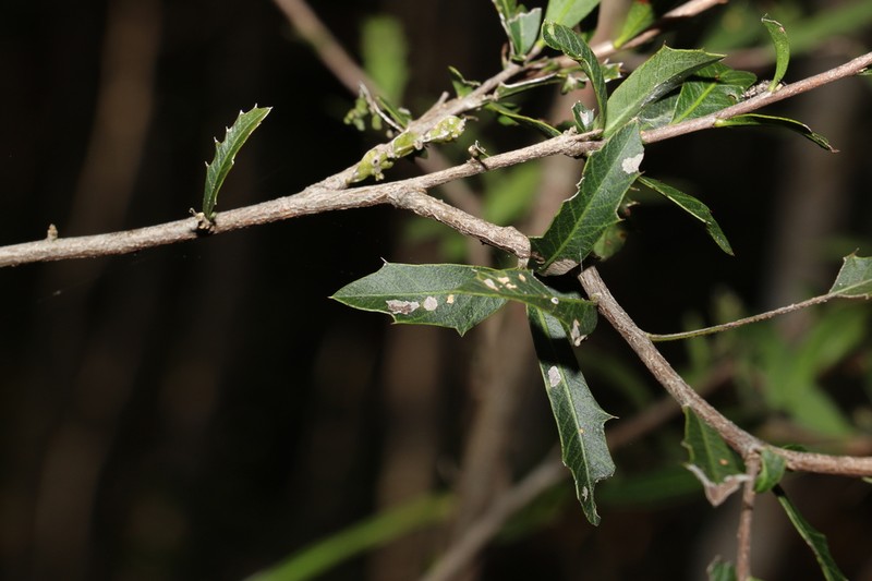 Alectryon diversifolius photo 8