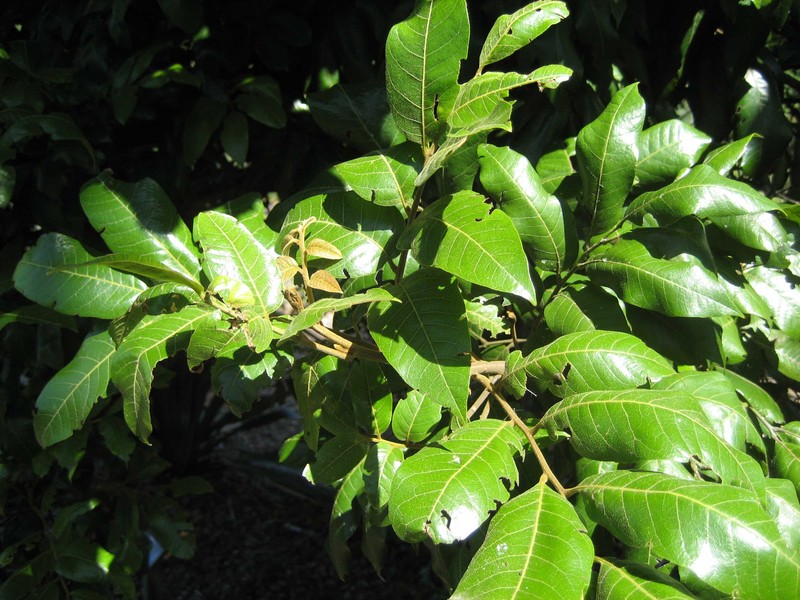 Alectryon excelsus photo 2