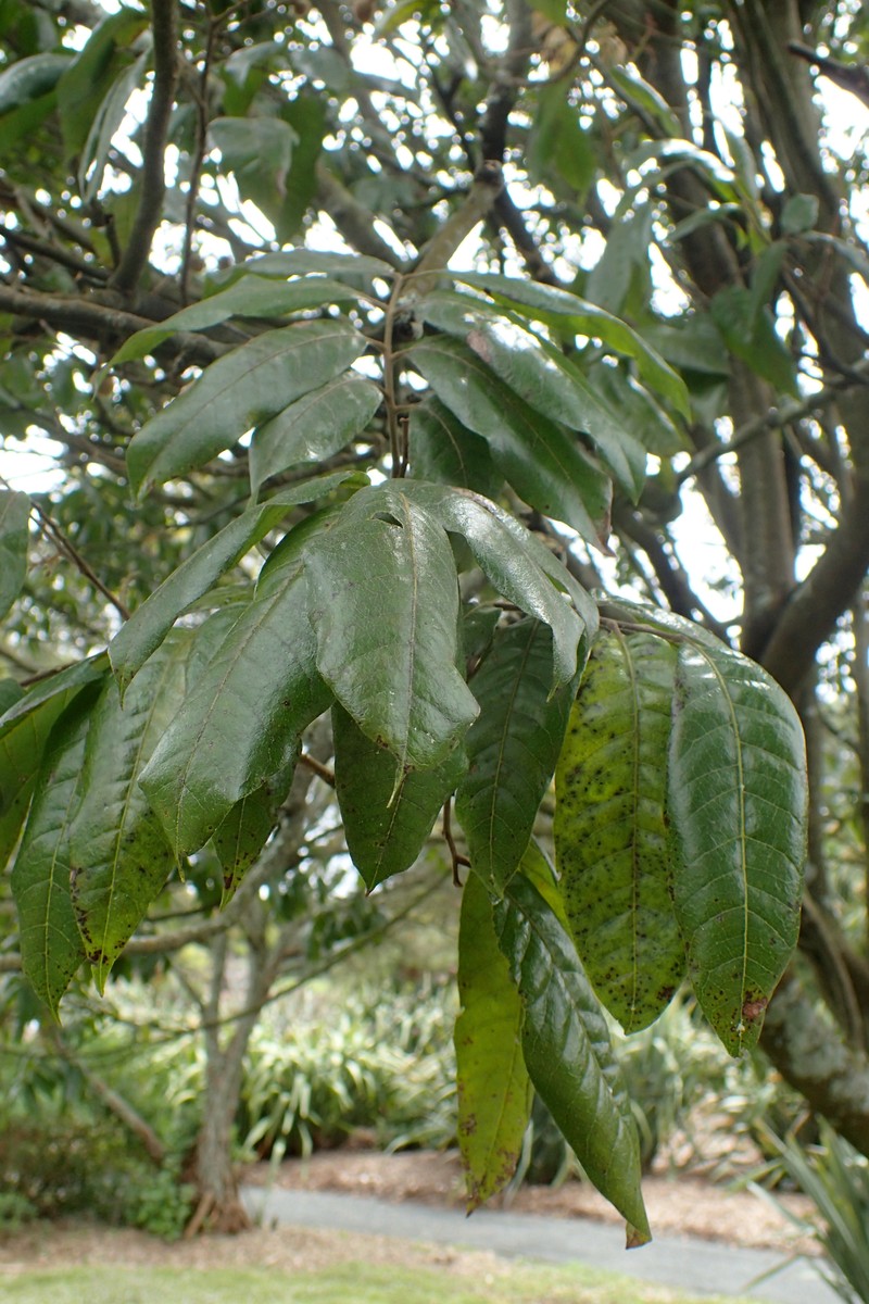 Alectryon excelsus photo 3