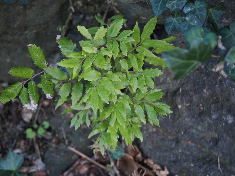 Alectryon excelsus subsp. excelsus