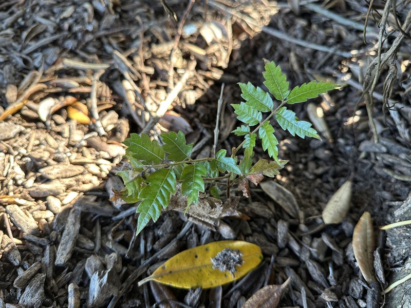 Alectryon excelsus subsp. excelsus photo 2