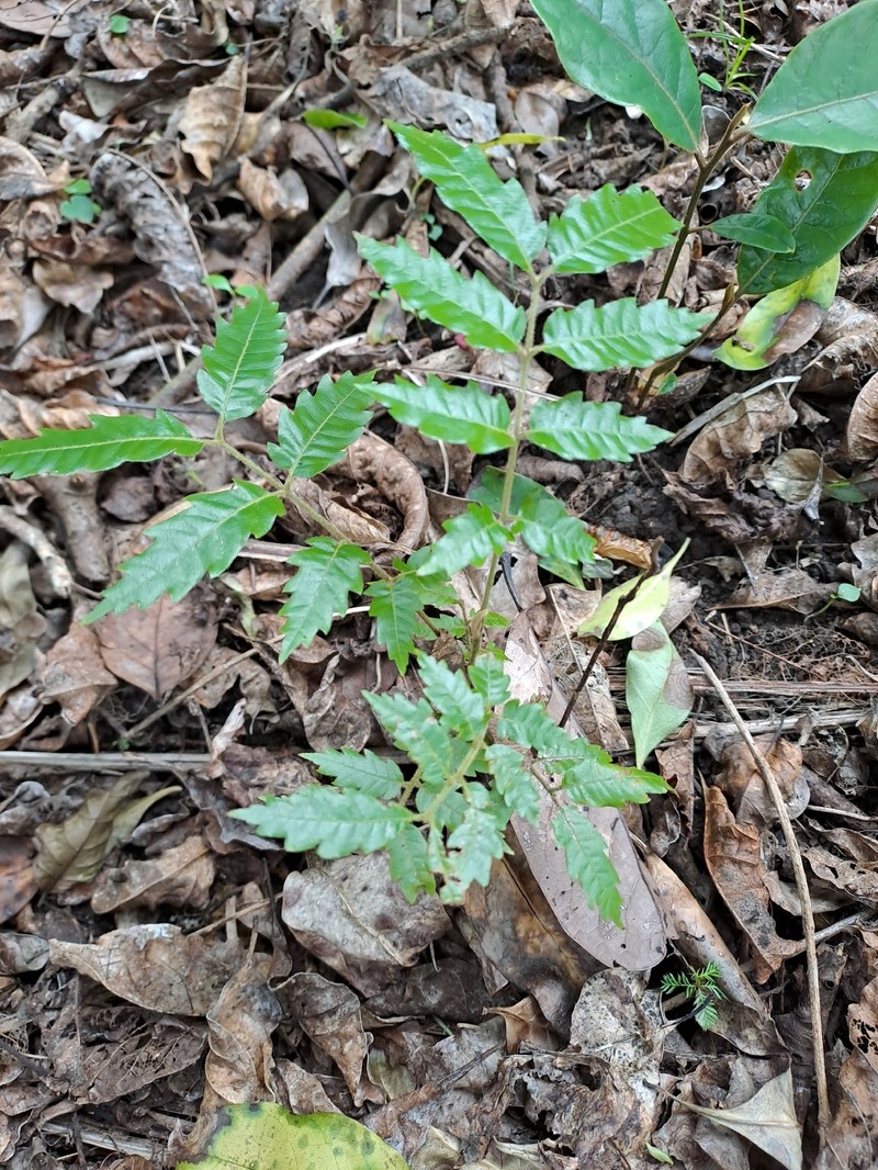 Alectryon excelsus subsp. excelsus photo 3