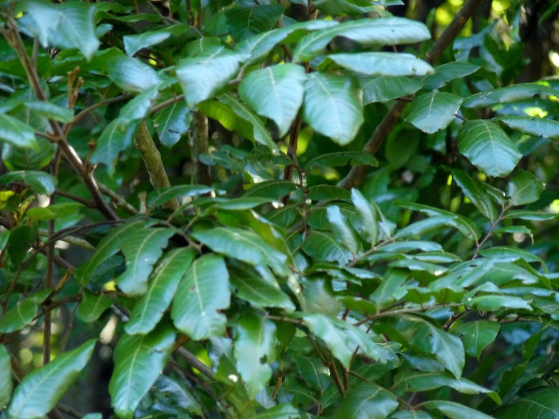 Alectryon excelsus subsp. excelsus photo 4